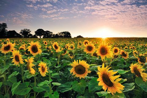 Tournesol au coucher du soleil