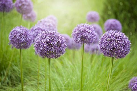 Image en gros plan de la floraison estivale à fleurs bulbeuses vivaces Allium violet sous un soleil brumeux