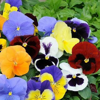 Pansy 'Most Scented' Mix