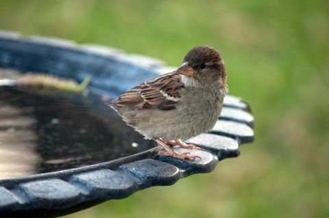 Oiseau au bain d'oiseaux