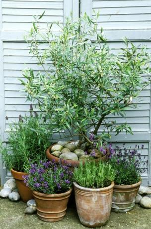 Pots de style méditerranéen planté de lavandula et olea europaea contre des portes à volets blancs