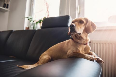 Chien, séance, Sofa