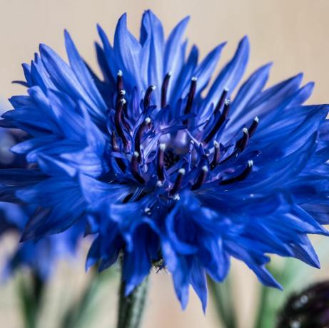 culture de fleurs coupées bleuet