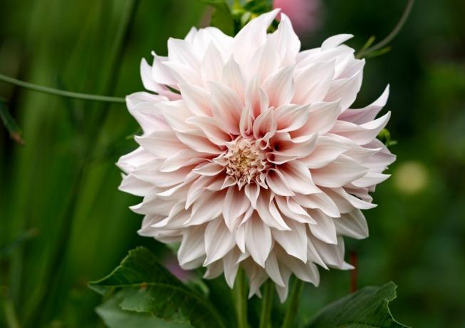 Dahlia 'cafe au lait' plante poussant dans le jardin d'un chalet d'été