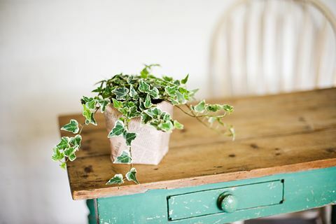 De plus en plus de lierre en pot sur table en bois