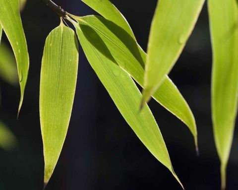 plantes-tropicales-bambou-noir