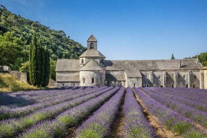 abbaye de sénanque avec champs de lavande