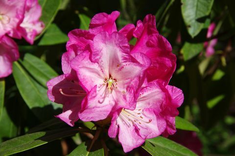 Fleurs de rhododendron rose en fleur