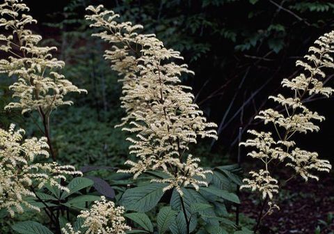 plantes-tropicales-rodgersia-pinnata