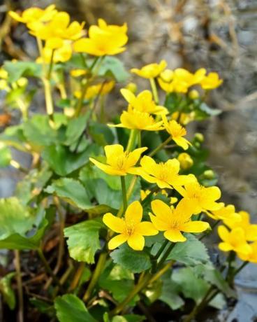 Marigold des marais caltha palustris fleurs dans un étang