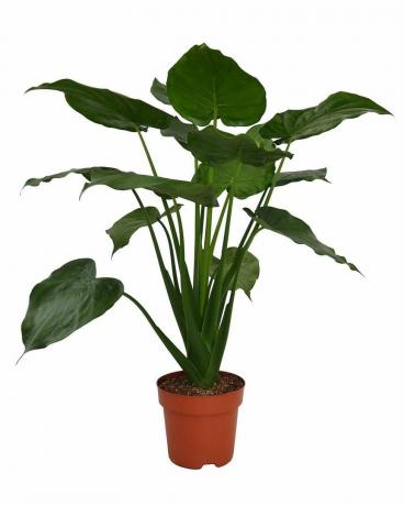 Plante d'intérieur Alocasia Cuculata