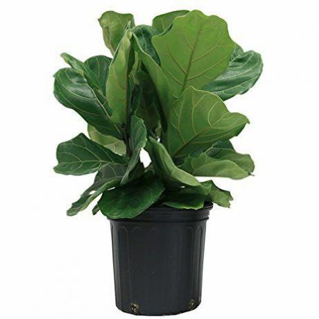 plantes, amazon.com