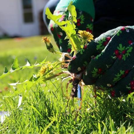 pissenlits dans le jardin