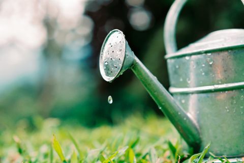 Arrosoir gouttes d'eau sur l'herbe du jardin