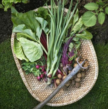 légumes dans le panier