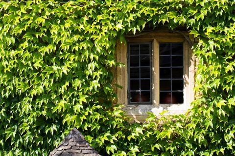 Fenêtre au milieu de lierre sur la maison