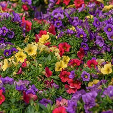 10 plantes de départ Calibrachoa mixtes