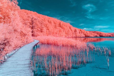 Adobe Stock pour Pantone Couleur de l'année 2019 - Living Coral