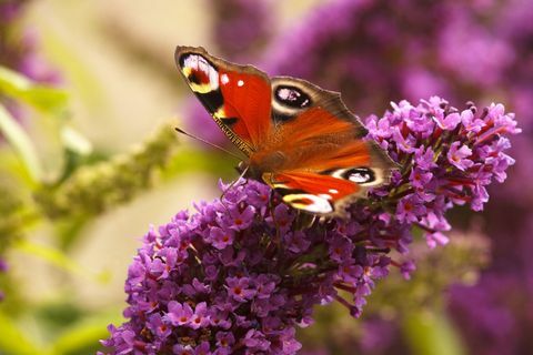 Papillon paon se nourrissant de Buddleia dans mon jardin Calver, Peak District National Park, Derbyshire