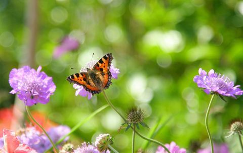 Papillon écaille sur fleur scabieuse