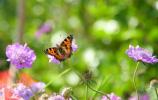 Quelle est la meilleure façon d'attirer la faune dans votre jardin cet été?