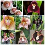 Ces orchidées rares ressemblent à des visages de singe, et vous pouvez acheter les graines