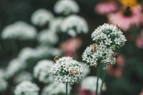 Fleurs couvertes de scarabées soldats