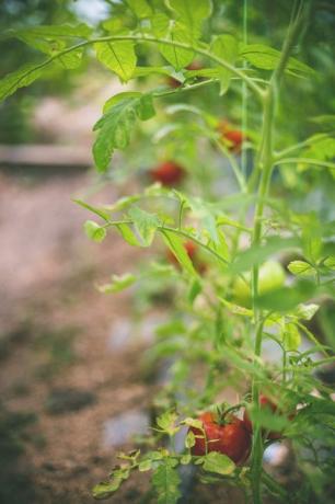 Savoureuses tomates cerises rouges