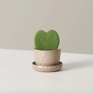 Hoya Heart Duo Plant