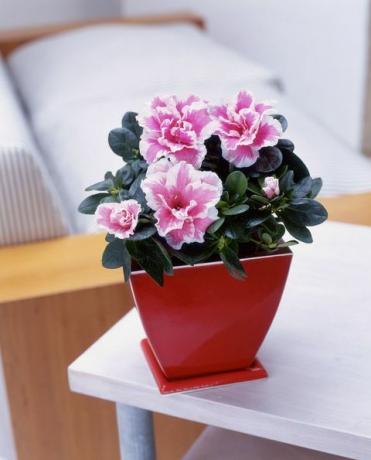 Azalée rose et blanc en pot émaillé rouge sur table