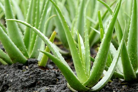 La croissance des plantes d'Aloe Vera dans la ferme