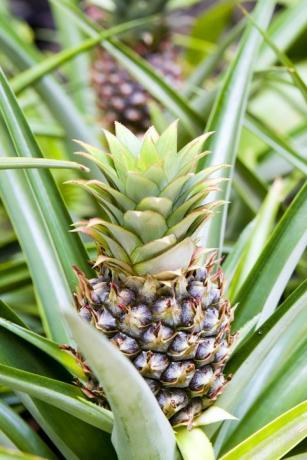 plantes d'intérieur populaires plante d'ananas