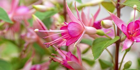 plantes à massif, fuchsia