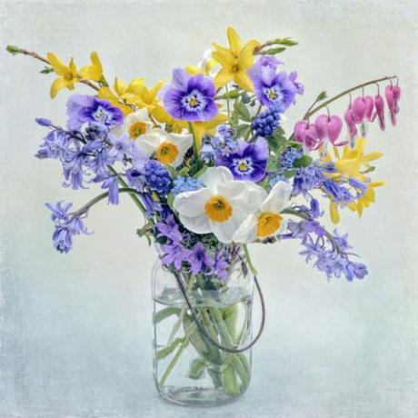 Fleurs de printemps en pot de verre: Jonquilles, Narcisses, pensées, altos, jacinthes, Hyacinthoides non-scripta, Forsythia, Muscari, jacinthes de raisin, Dicentra, Coeurs saignants, Love-lies-saignement dans bocal en verre.