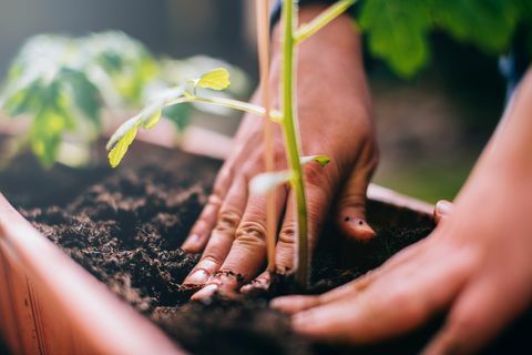 Plantation de femme.