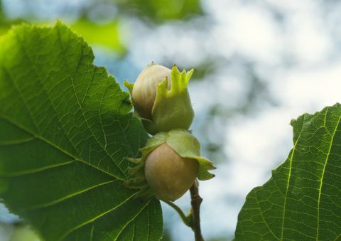 Feuilles et tige de noisetier, se concentrer sur les noisettes, close-up