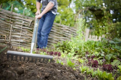 Jardinier utilisant un râteau métallique pour lisser une parcelle de terre vide sur un lit surélevé dans un jardin potager avant de planter de nouvelles graines.