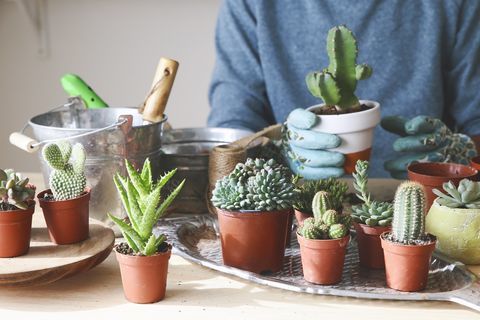 Jeune, transplantation, cactus, bois, table