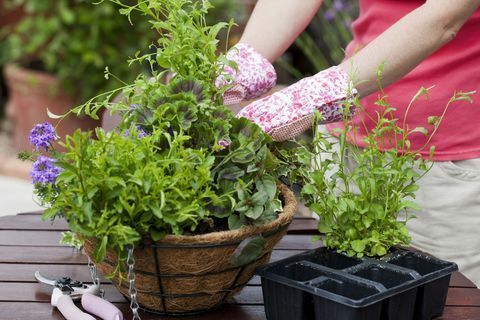 Jardinage des plantes à massif d'été