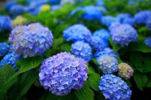 jardin hacks hortensias