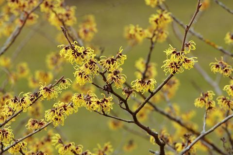 Hamamélis en fleurs - Hamamelis intermedia