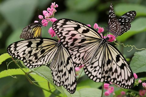 Jolis papillons attirés par les plantes productrices de nectar dans un jardin