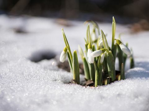 Fleurs, fleurir, neige