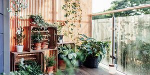 Plantes d'extérieur en balcon