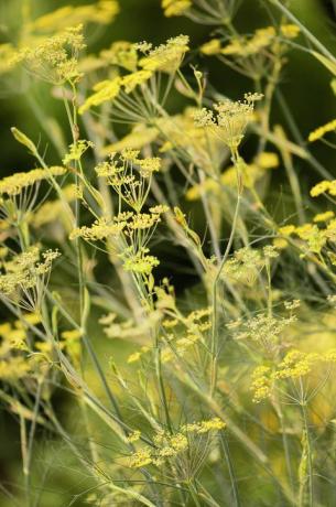 Herbe de fenouil en fleur. Potager