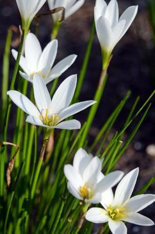 fleurs blanches dans le jardin