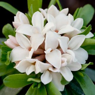 Parfum éternel Daphne × transatlantica ('Blafra')