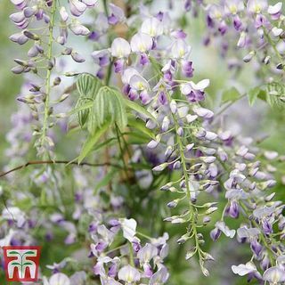 Wisteria sinensis 'Prolifique'