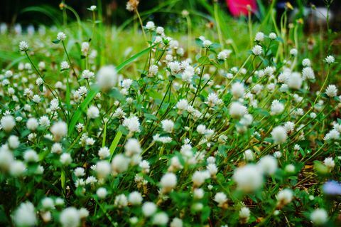 Gros plan, blanc, fleurir, usines, champ