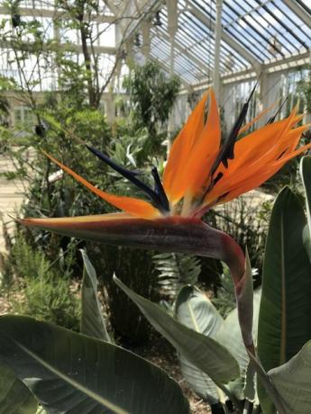 Maison tempérée, Kew Gardens